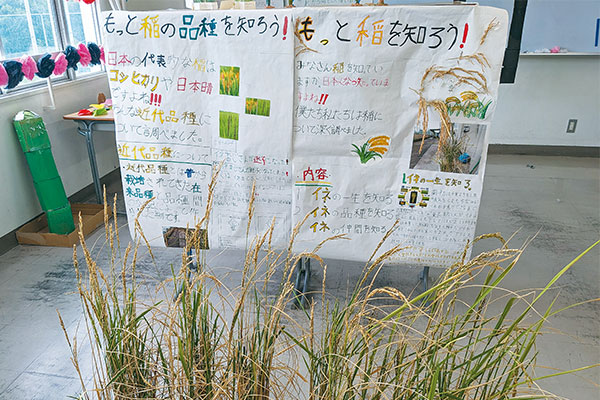 9月の『光風祭』で、中1生は植物についての研究を展示。学校で育てた稲やさつまいものほか、サボテンや竹、花について調べたグループもありました。