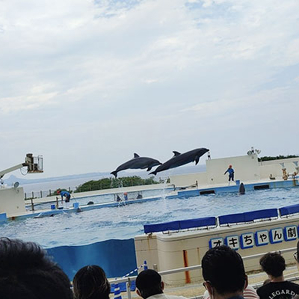 美ら海水族館のイルカのショーの写真です。