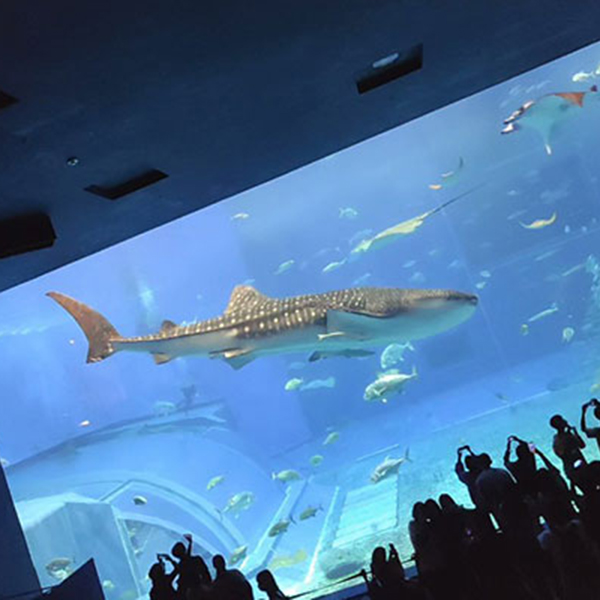 美ら海水族館の水槽で泳ぐジンベイザメの写真です。