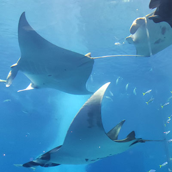 美ら海水族館の水槽を優雅に泳ぐマンタの写真です。