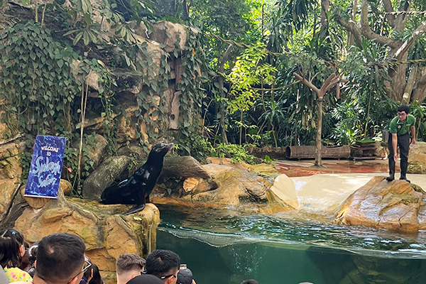 人気観光スポットの一つ「シンガポール動物園」のアシカショー