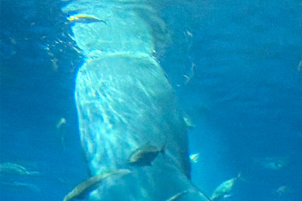 美ら海水族館
