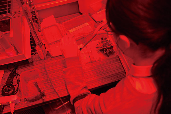 実験準備のため容器に巣と女王蜂、働き蜂を移しています。