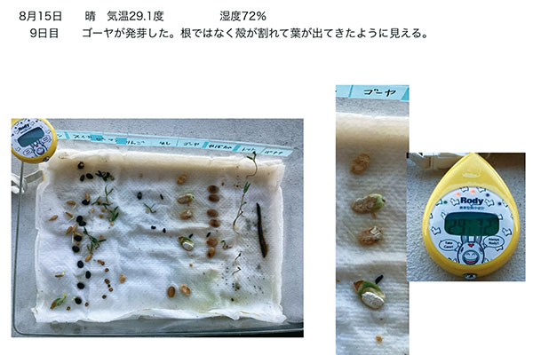 ハトの餌の発芽実験の応用で、中1の生徒が夏休みに主体的に取り組んだ「家にあった果物と野菜の発芽実験」レポートより。なぜバナナは発芽しないのか…という謎にも迫った秀作だったようです。