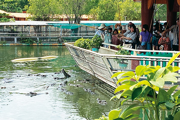 「スイティエン公園」でワニ釣り体験! 肉がぶら下がった釣竿を池に垂らすと、すぐにワニが集まってきました。