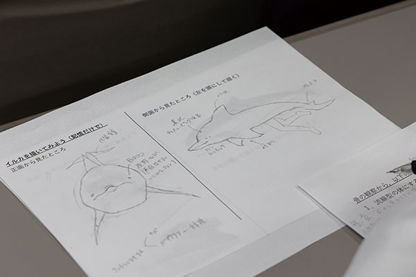 講義では、学術的な生物スケッチの方法について解説がありました。その内容をもとに、イルカを題材にして学術的なスケッチに挑戦してみます。