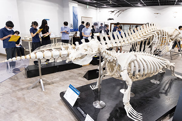「骨の多様性と進化」をメインテーマに、陸・海・空の動物たちの骨や剥製が展示されている「骨の博物館」。一般公開もされています。同大学の研究機関であるこのような施設を活用した学びを享受できるのも、ワンキャンパスならではの利点。